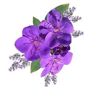 Lavender