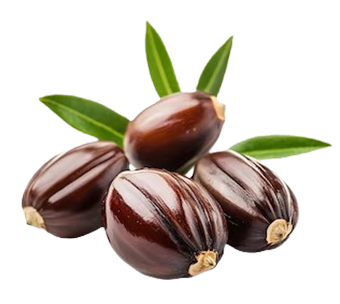 Jojoba