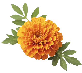 Marigold